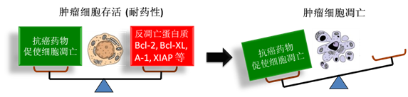 图 1：肿瘤细胞通过反凋零蛋白产生耐药性，对反凋零蛋白的抑制将改变平衡，消除肿瘤耐药性。