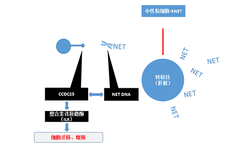 除了单纯的捕获，NET DNA与CCDC-25的结合还增强了癌细胞的侵袭行为，促进了癌症的肝转移。