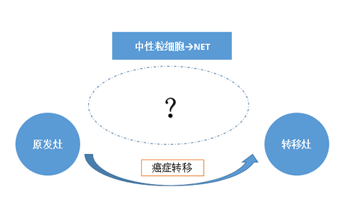 NET可能会通过某些方式“捕获”或“唤醒”癌细胞，从而造成癌细胞的迁移。
