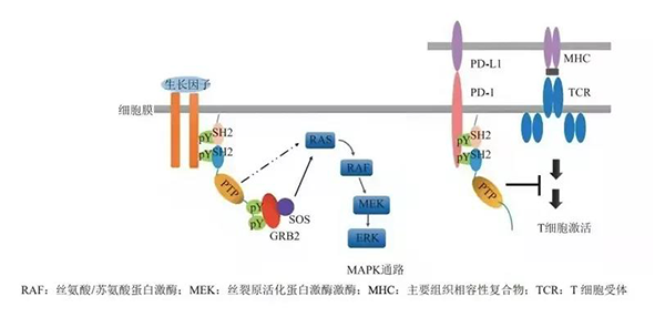 晚期恶性肿瘤患者的福音！龙8-long8助力凌达生物SHP2变构抑制剂RG001片获批临床 