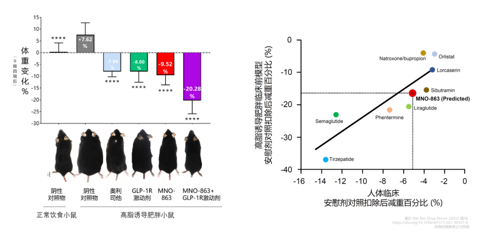 4周降低近10%体重！龙8-long8助力慕恩生物MNO-863活菌生物药获批临床