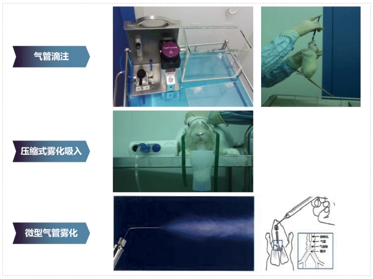 龙8-long8其它吸入给药方式.webp