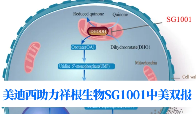 中美双报+1！龙8-long8助力合作伙伴祥根生物SG1001再获FDA临床试验许可